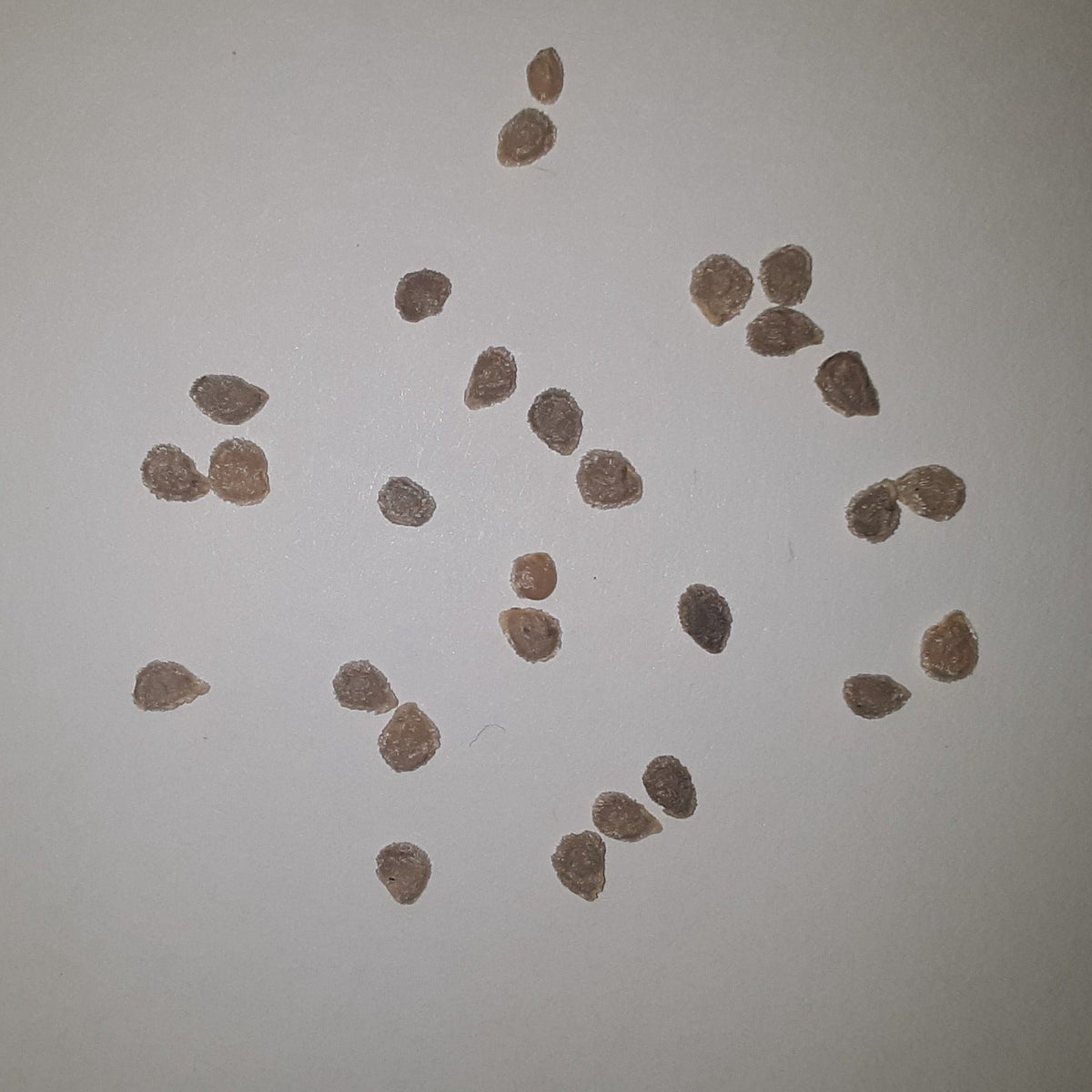 Celebrity Hybrid Tomato Seeds, image 2 of 7