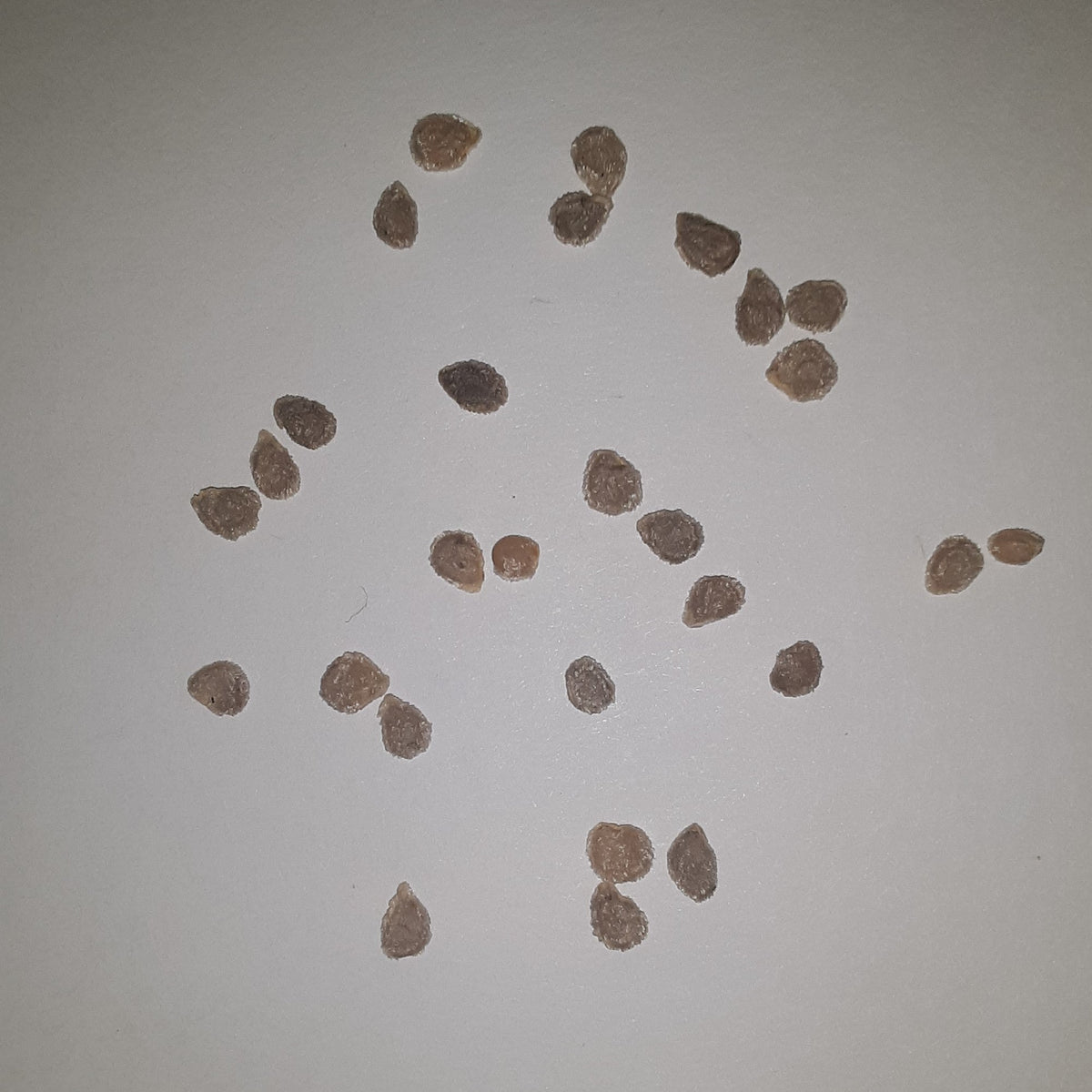 Abe Lincoln Heirloom Tomato Seeds, image 2 of 5
