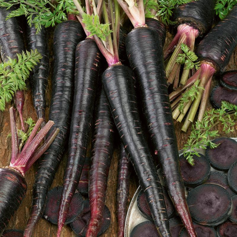 Black Nebula Carrot Seeds (Organic), Garden from Grow Organic