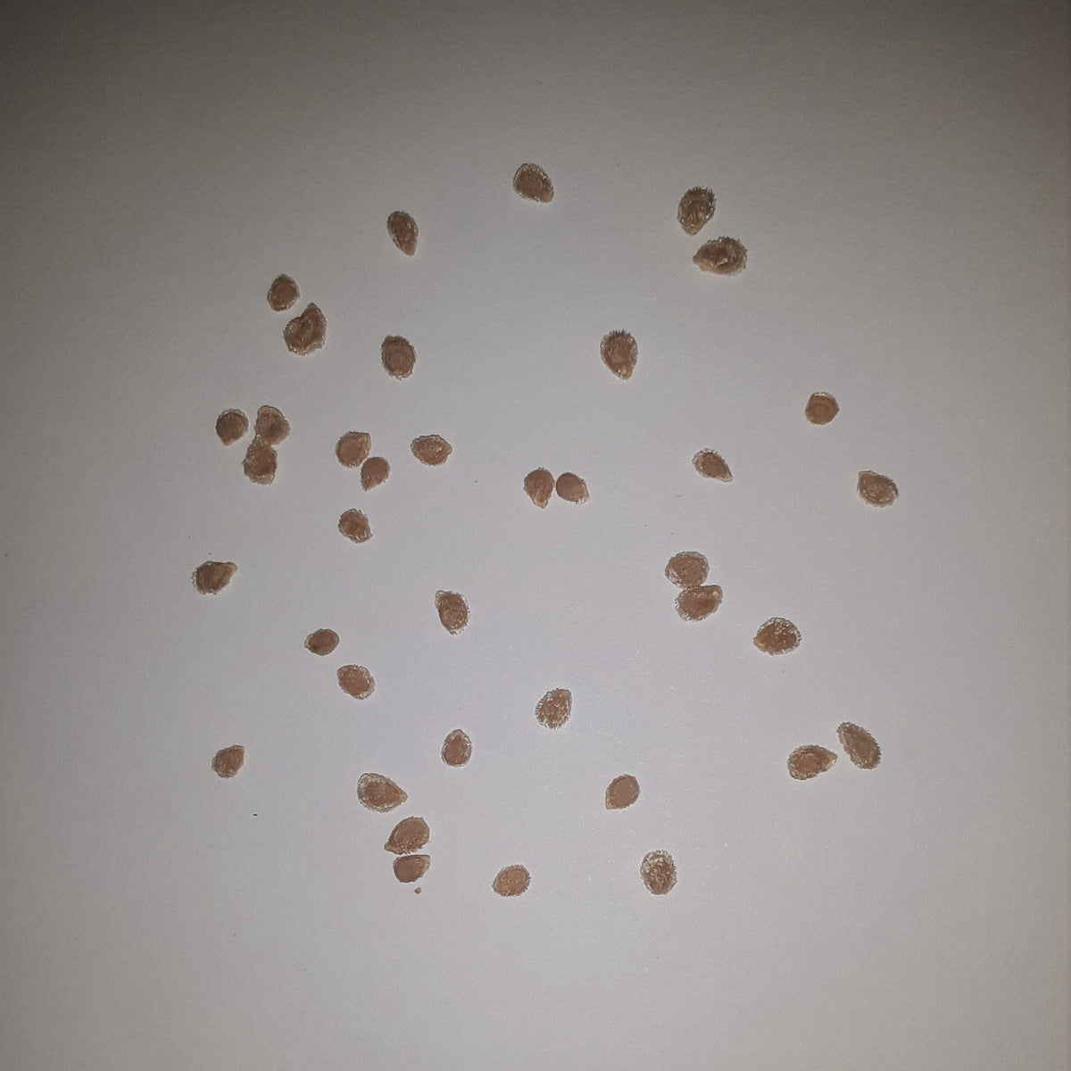 Sweet Million Hybrid Cherry Tomato Seeds, image 2 of 5
