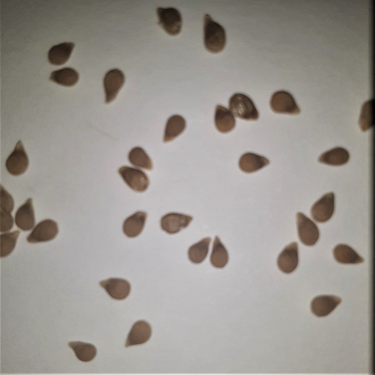 Roma Paste Tomato Seeds, image 2 of 5
