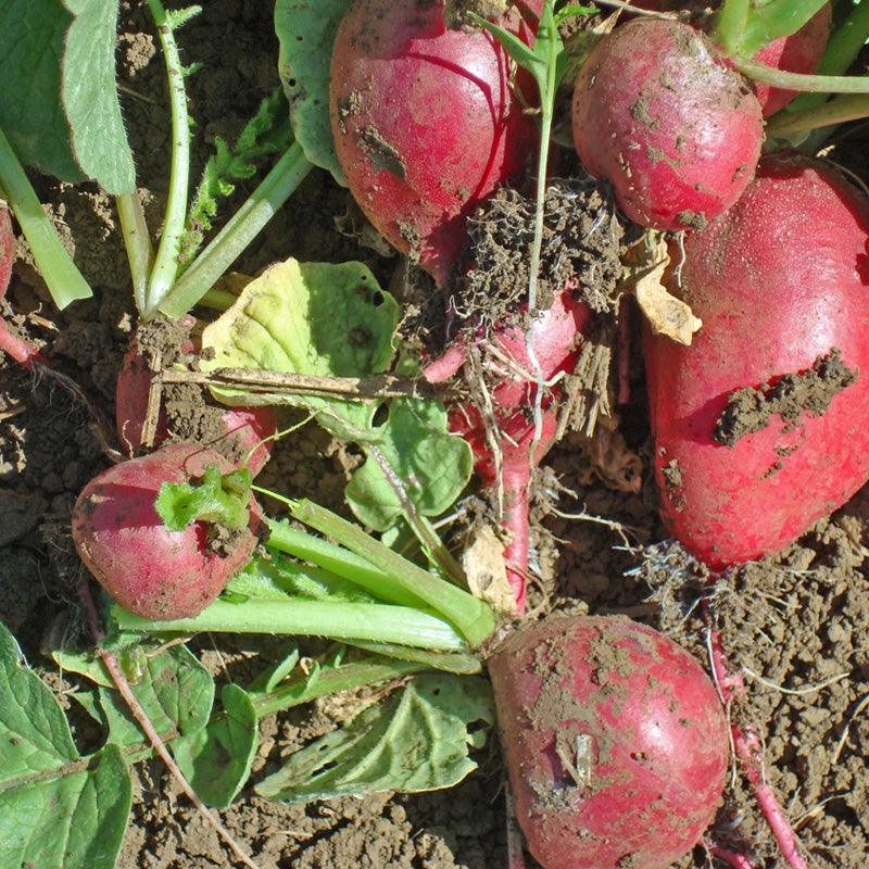 Cherry Belle Radish Seeds (Organic), Garden from Grow Organic
