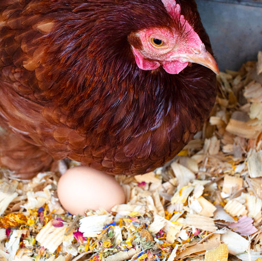 Best Eggs Ever! Nesting Herbs (Chamomile, Roses, Lavender, Cornflowers, & Calendula) For Pet Chickens, Animals & Pet Supplies from Dahlia Pets