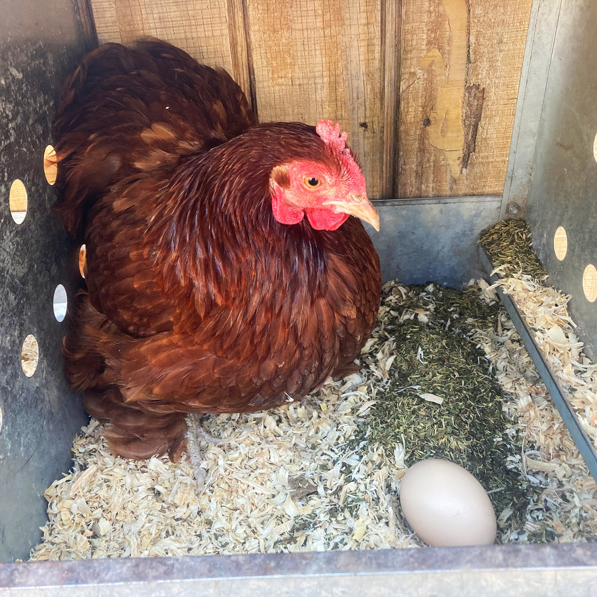 MitesBGone Herbal Blend For Nesting Boxes Or Dust Baths To Repel Mites, Herbs from Dahlia Pets
