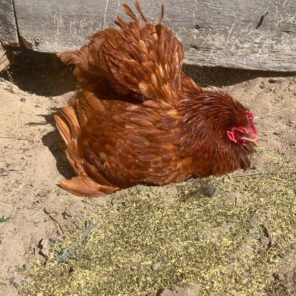 MitesBGone Herbal Blend For Nesting Boxes Or Dust Baths To Repel Mites, Herbs from Dahlia Pets