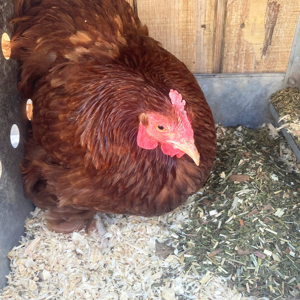 MitesBGone & PestsBGone Coop Herbs Bundle - 2 Blends In Bundle To Repel Pests from Dahlia Pets