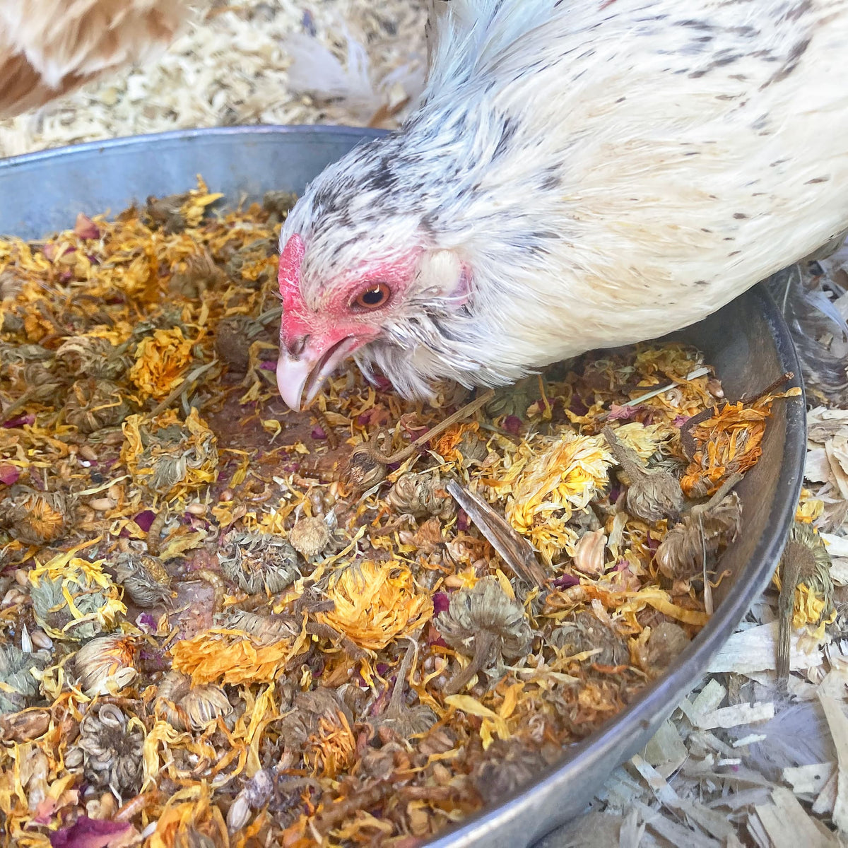 PowerHen (TM) High Protein Treat With Mealworms, Black Soldier Fly Larvae, & Herbs For Backyard Chickens, Chicken Treats from Dahlia Pets