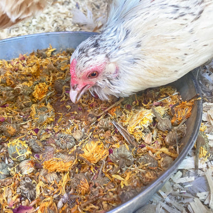 PowerHen (TM) High Protein Treat With Mealworms, Black Soldier Fly Larvae, & Herbs For Backyard Chickens, Chicken Treats from Dahlia Pets