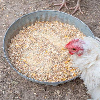 Fluffiest Feathers Ever! Chicken Feed Supplement For Great Feathers from Dahlia Pets