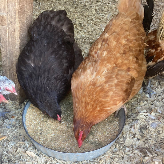Herbal Layer Feed With Oregano & Garlic - [Oyster Shells Pre-mixed in] from Dahlia Pets
