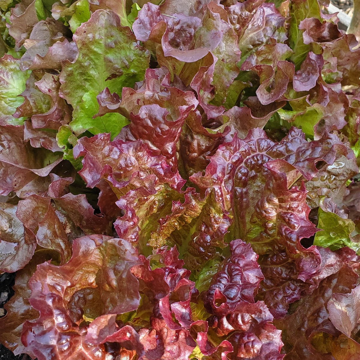 Red Sails Leaf Lettuce by MIgardener