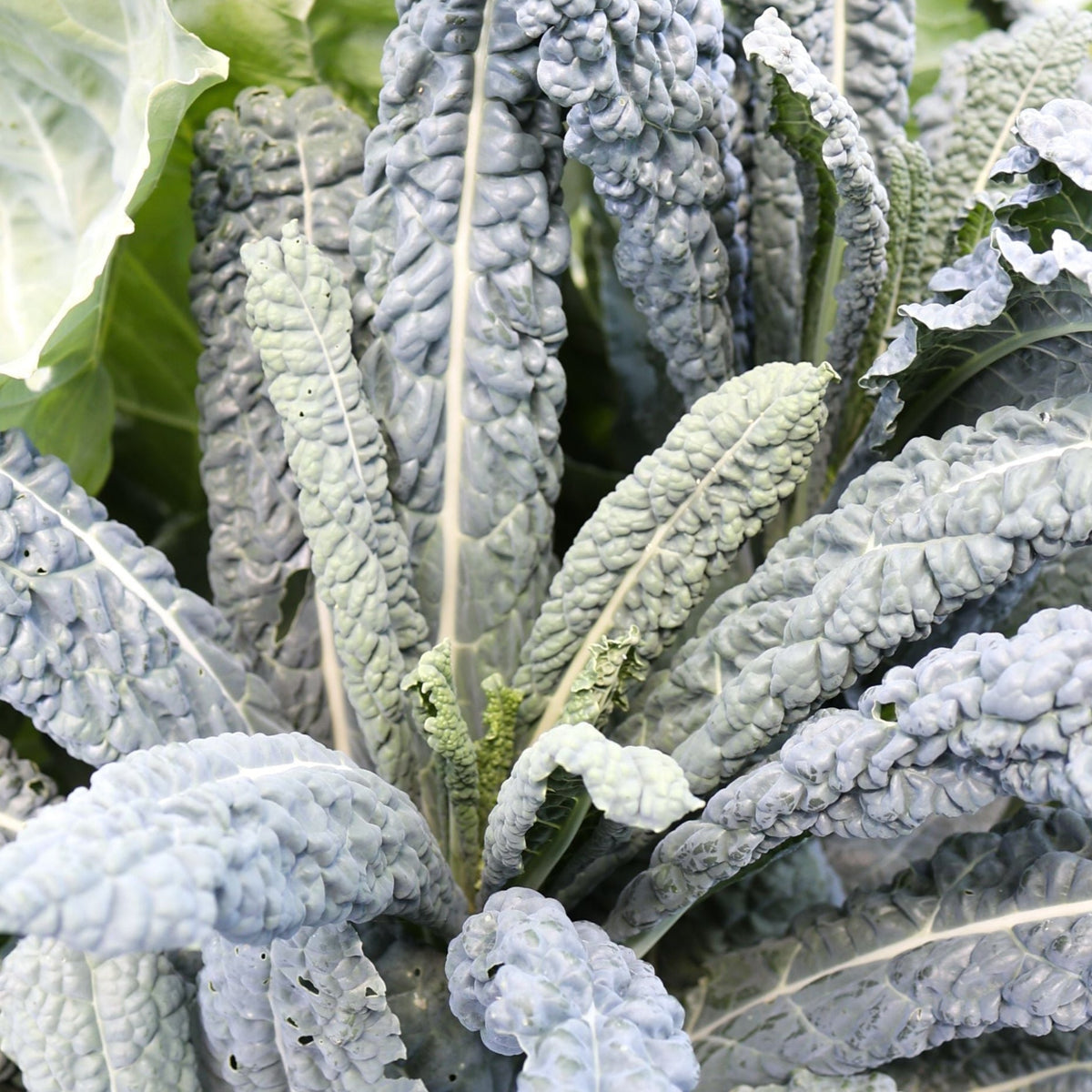 Black Magic Kale by MIgardener
