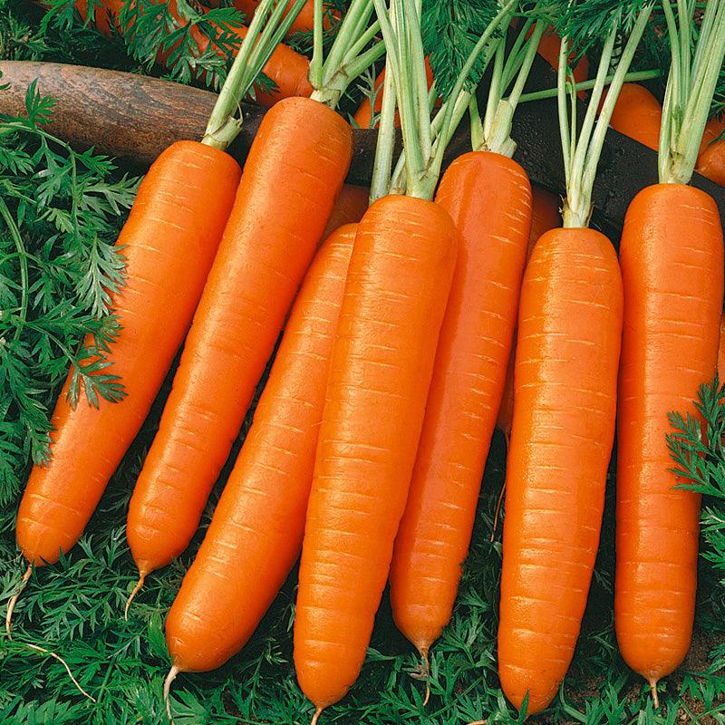 Scarlet Nantes Carrot Seeds (Organic), image 2 of 3