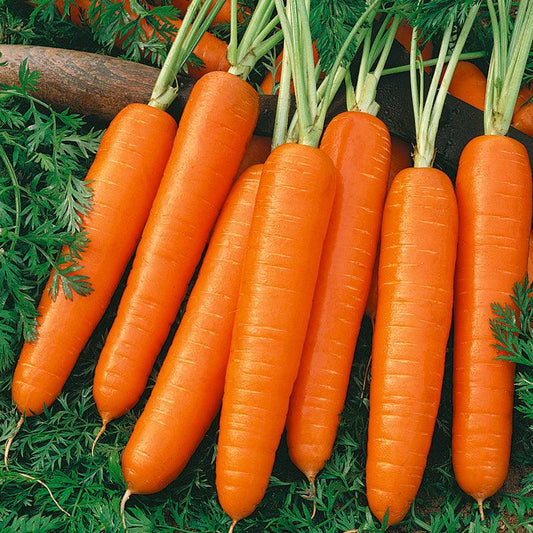 Scarlet Nantes Carrot Seeds (Organic), image 2 of 3