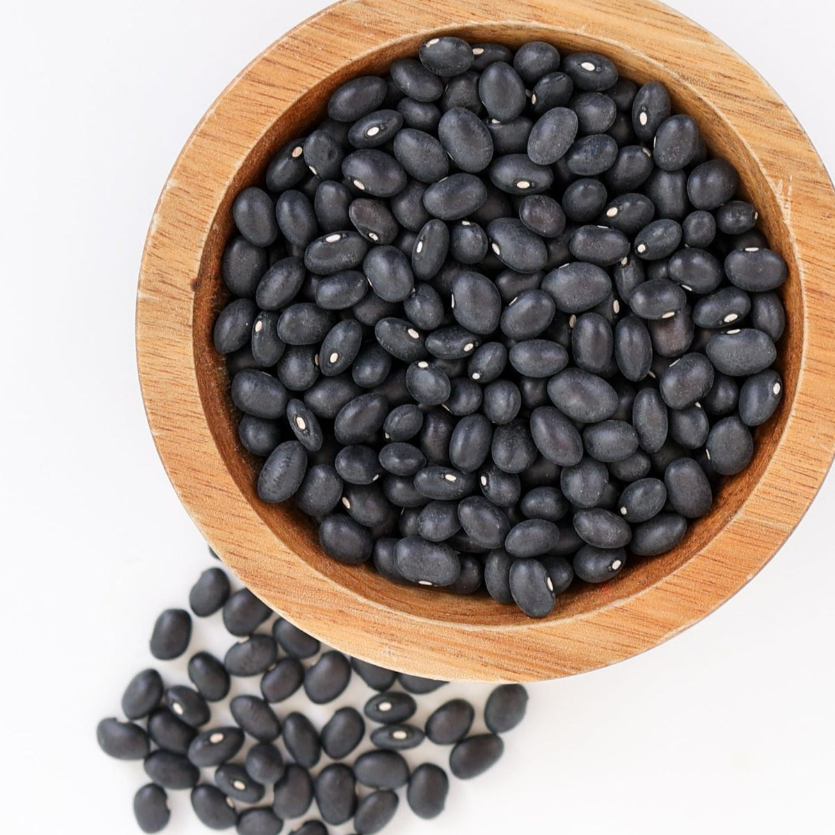 Midnight Black Turtle Bean (Bush) by MIgardener
