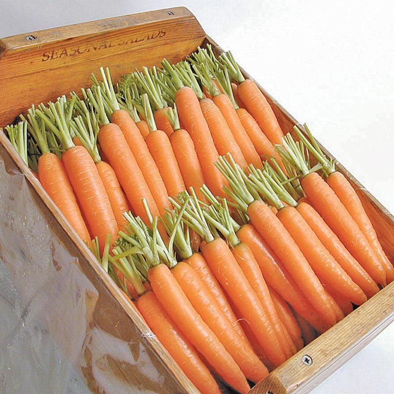 Napoli Carrot Seeds (Organic), Garden from Grow Organic