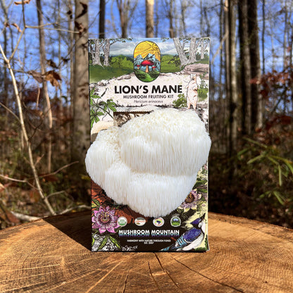 Lion's Mane Mushroom Fruiting Kit, Garden from Mushroom Mountain