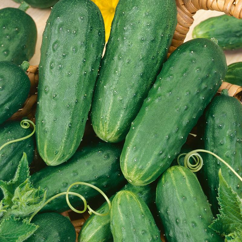 Homemade Pickles Cucumber Seeds (Organic), Garden from Grow Organic
