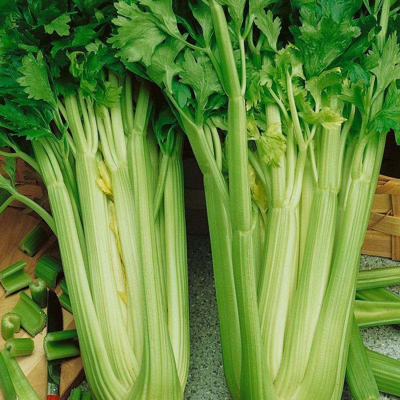Tall Utah Celery Seeds (Organic), Garden from Grow Organic