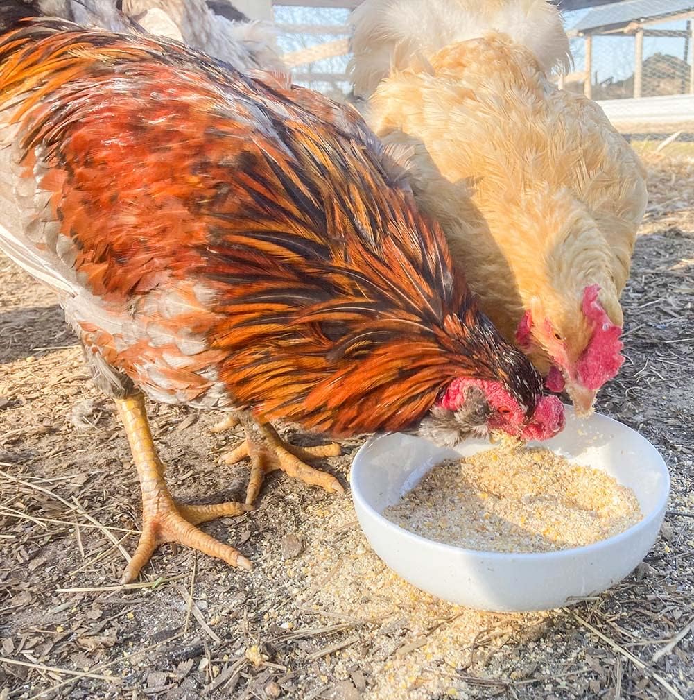Egg-Cellent Yolks: For Healthy, Golden Yolks - Naturally! from Dahlia Pets