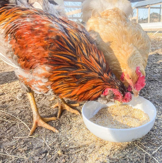 Egg-Cellent Yolks: For Healthy, Golden Yolks - Naturally! from Dahlia Pets