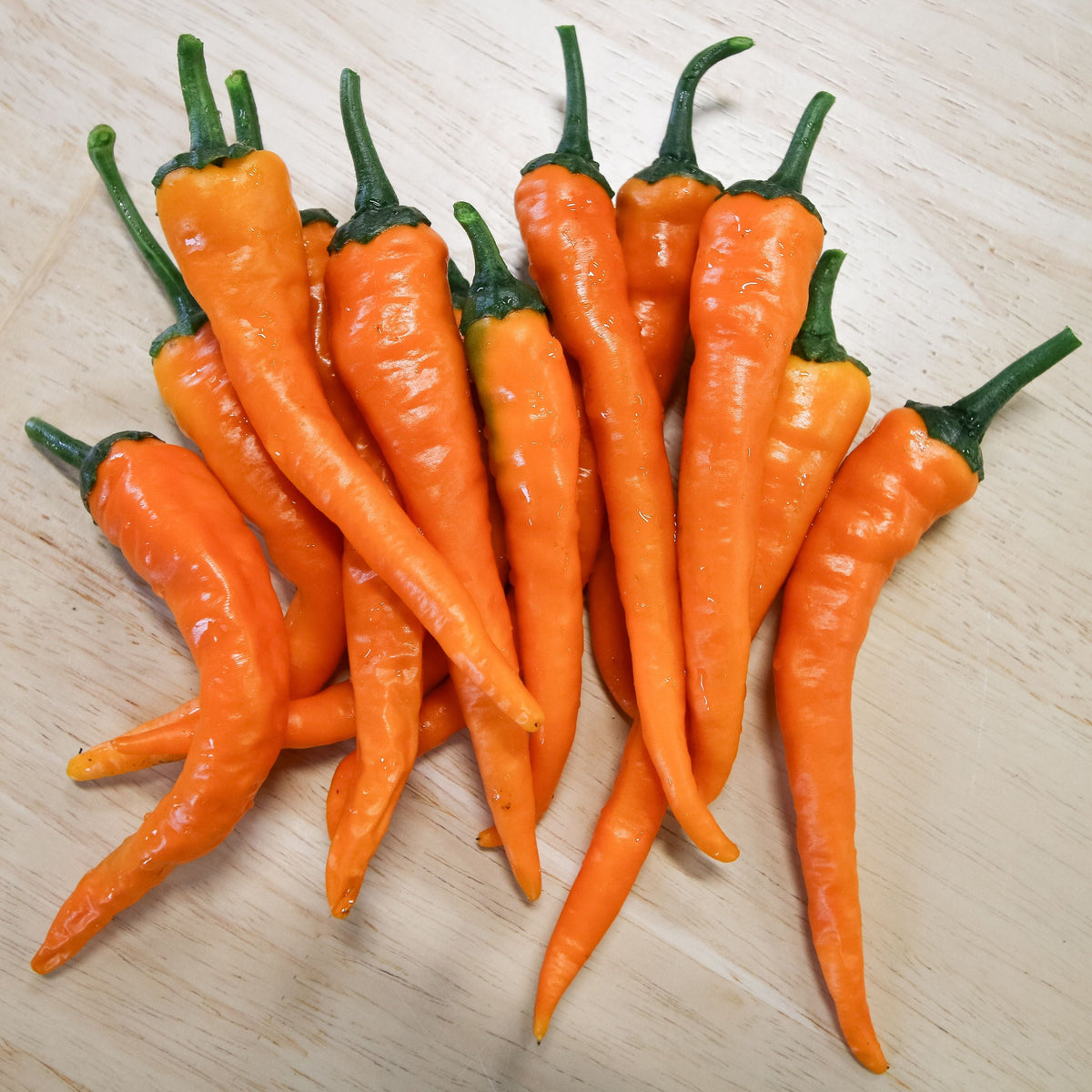 Orange Cayenne Pepper by MIgardener