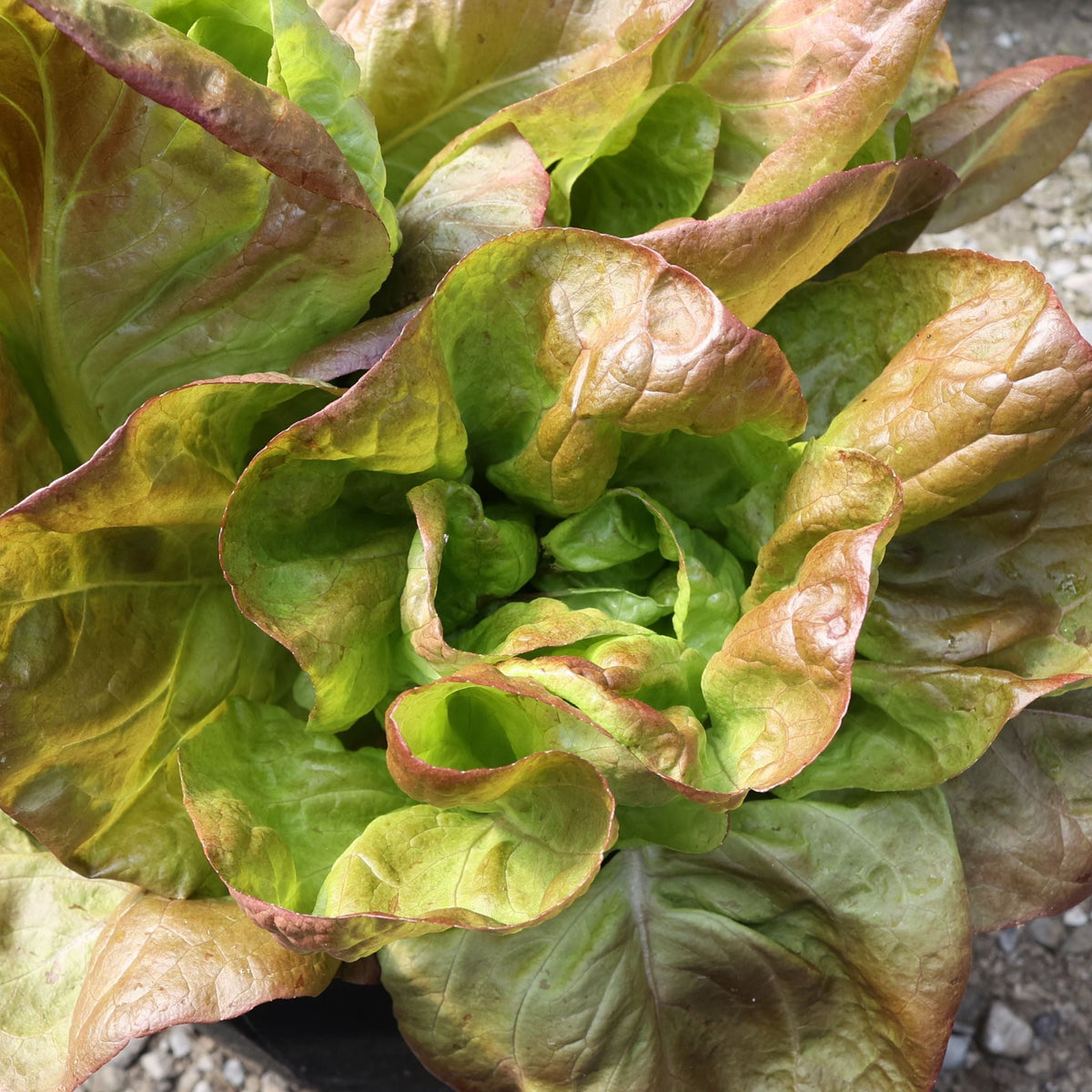 Marvel of 4 Seasons Lettuce by MIgardener