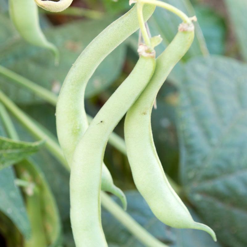 Tendergreen Bush Bean Seeds (Organic), Garden from Grow Organic