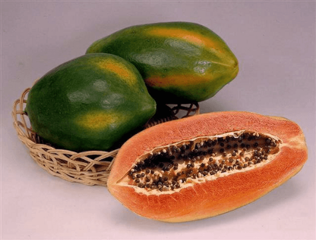 Red Lady Papaya Dwarf Tree, Fruit Trees from Everglades Farm