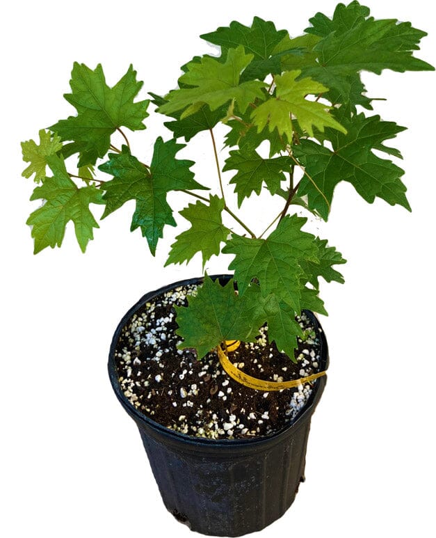 Southern Home Muscadine Hybrid Super Sweet Grape Plant, image 2 of 3