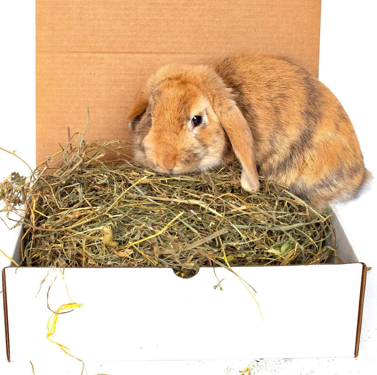 BunLuv All Natural Alfalfa For Rabbits, Guinea Pigs, Chinchillas, & Hamsters (10 Pounds) from Dahlia Pets