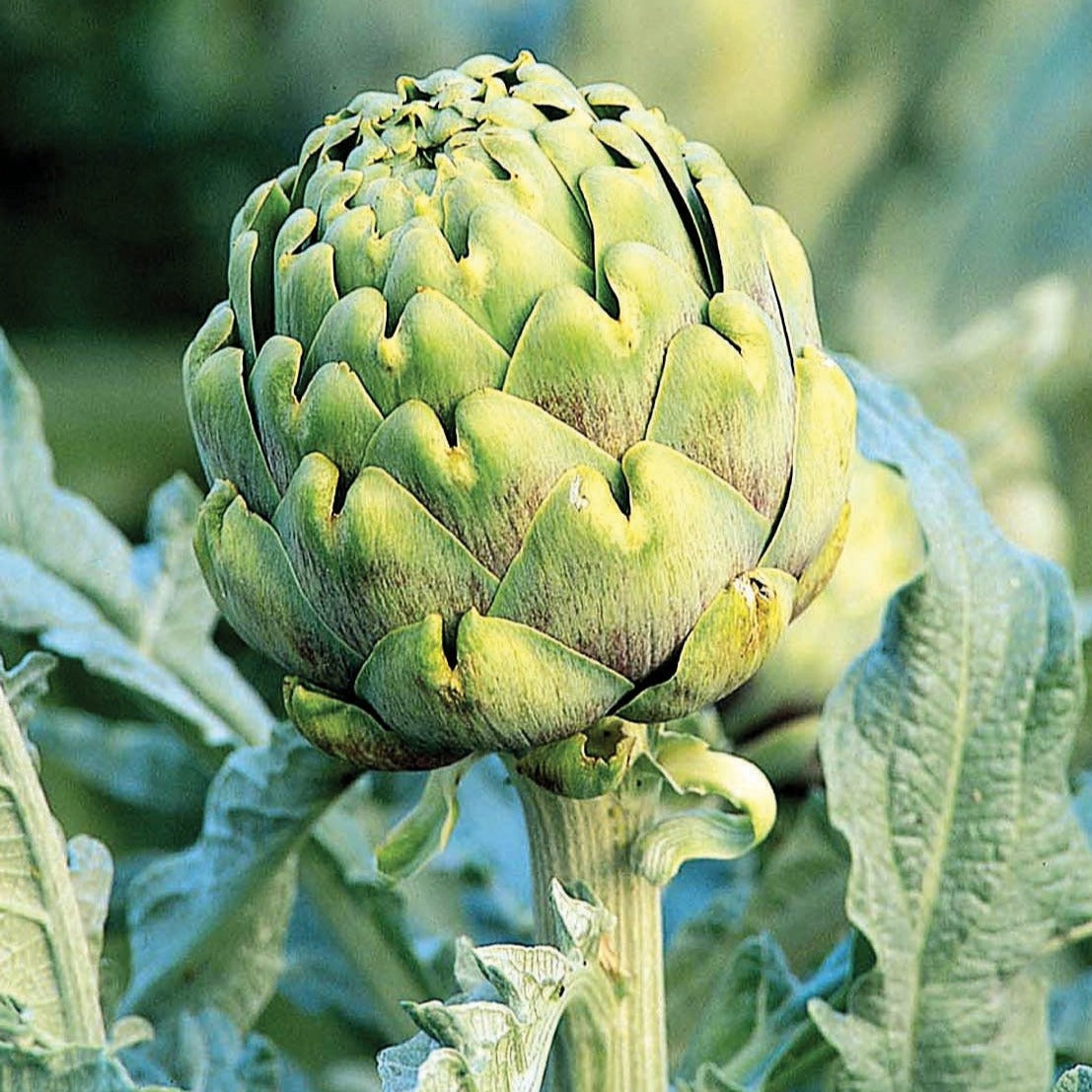 Green Globe Artichoke by MIgardener