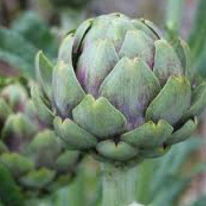 ARTICHOKE Seeds, Green Globe