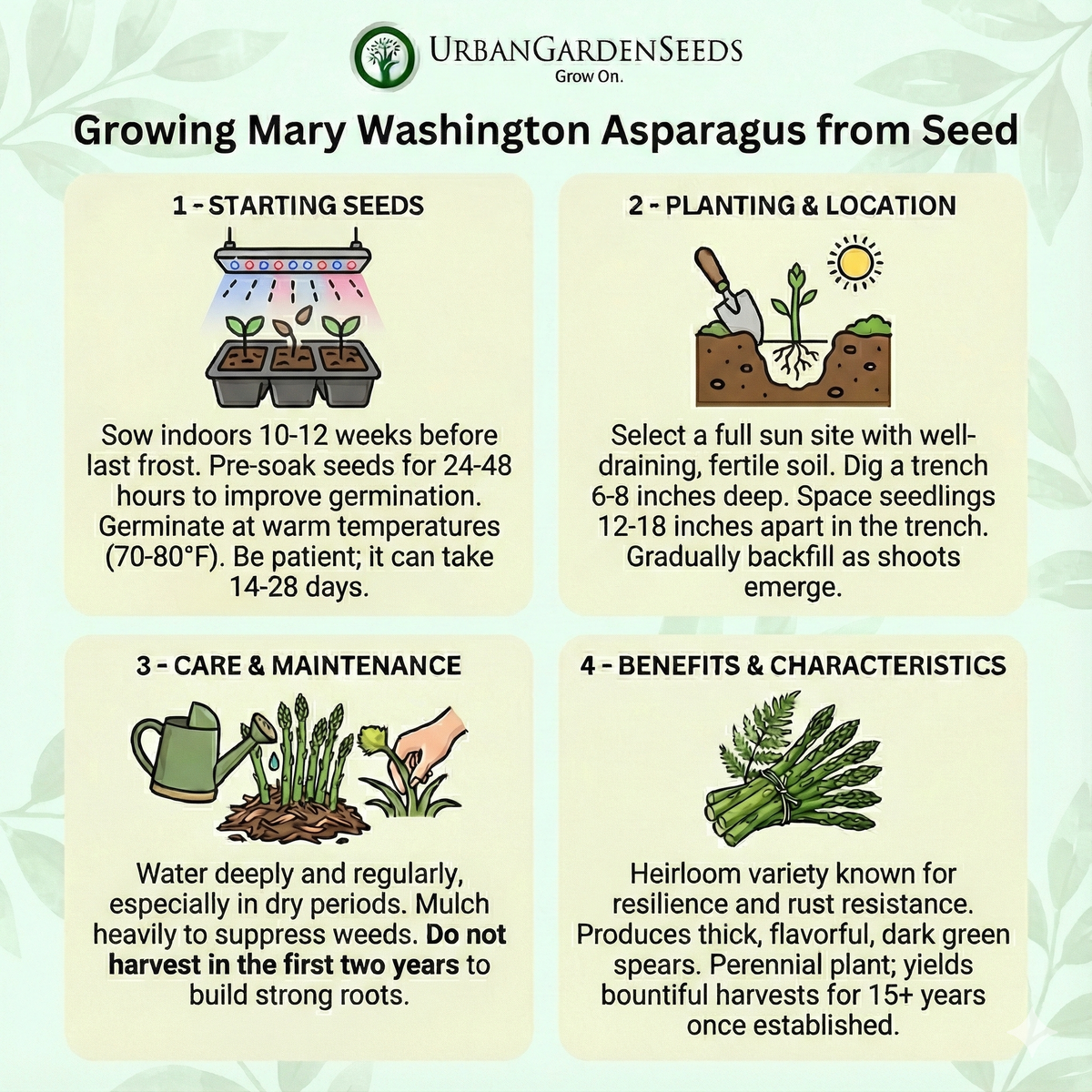 ASPARAGUS Seeds, Mary Washington