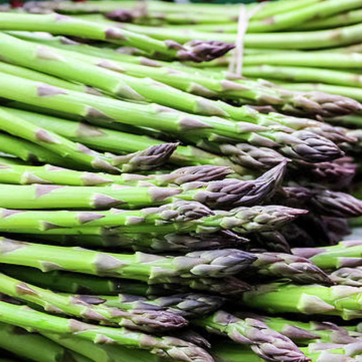 UC-157 Asparagus Seed by MIgardener