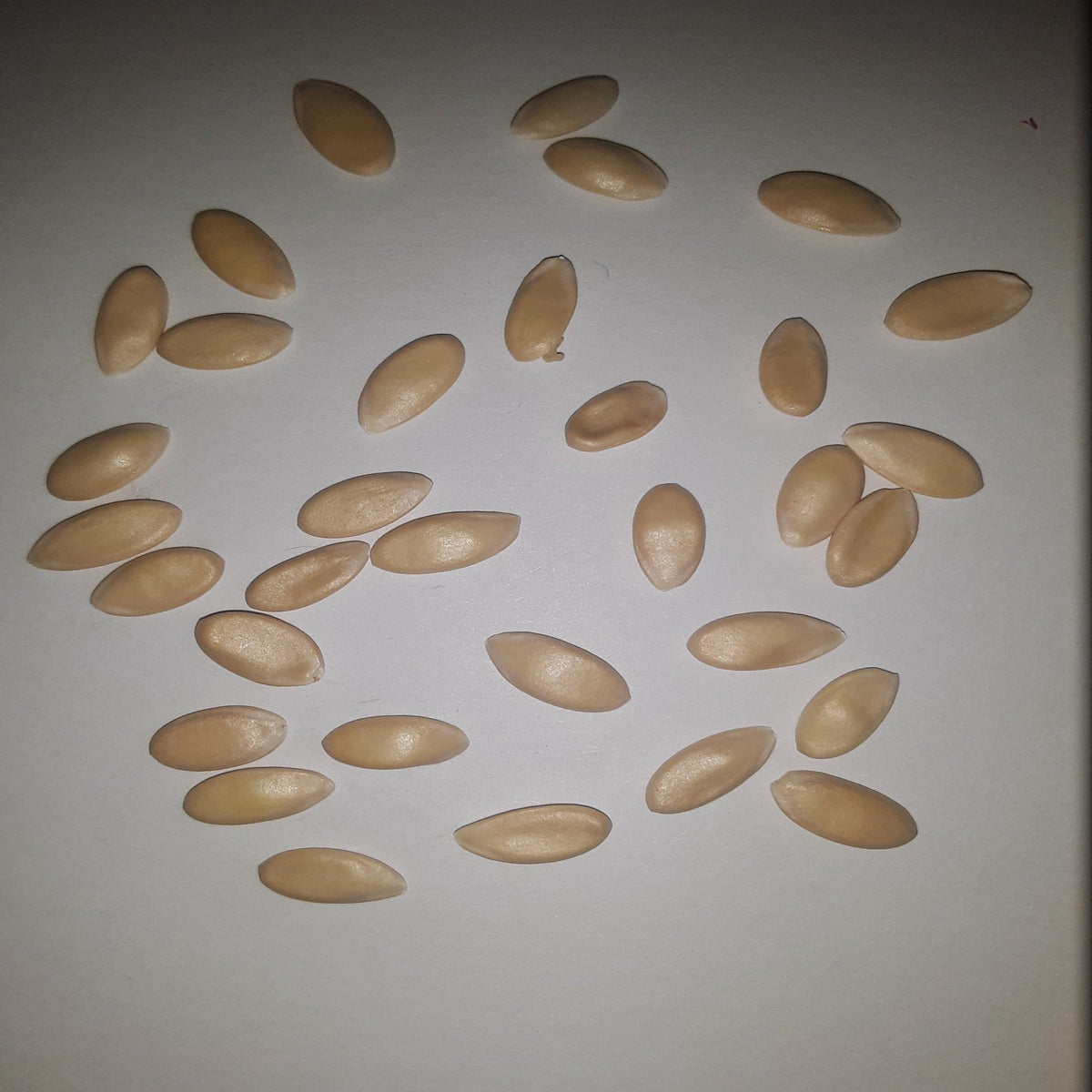 Ambrosia Hybrid Cantaloupe Seeds, image 2 of 7