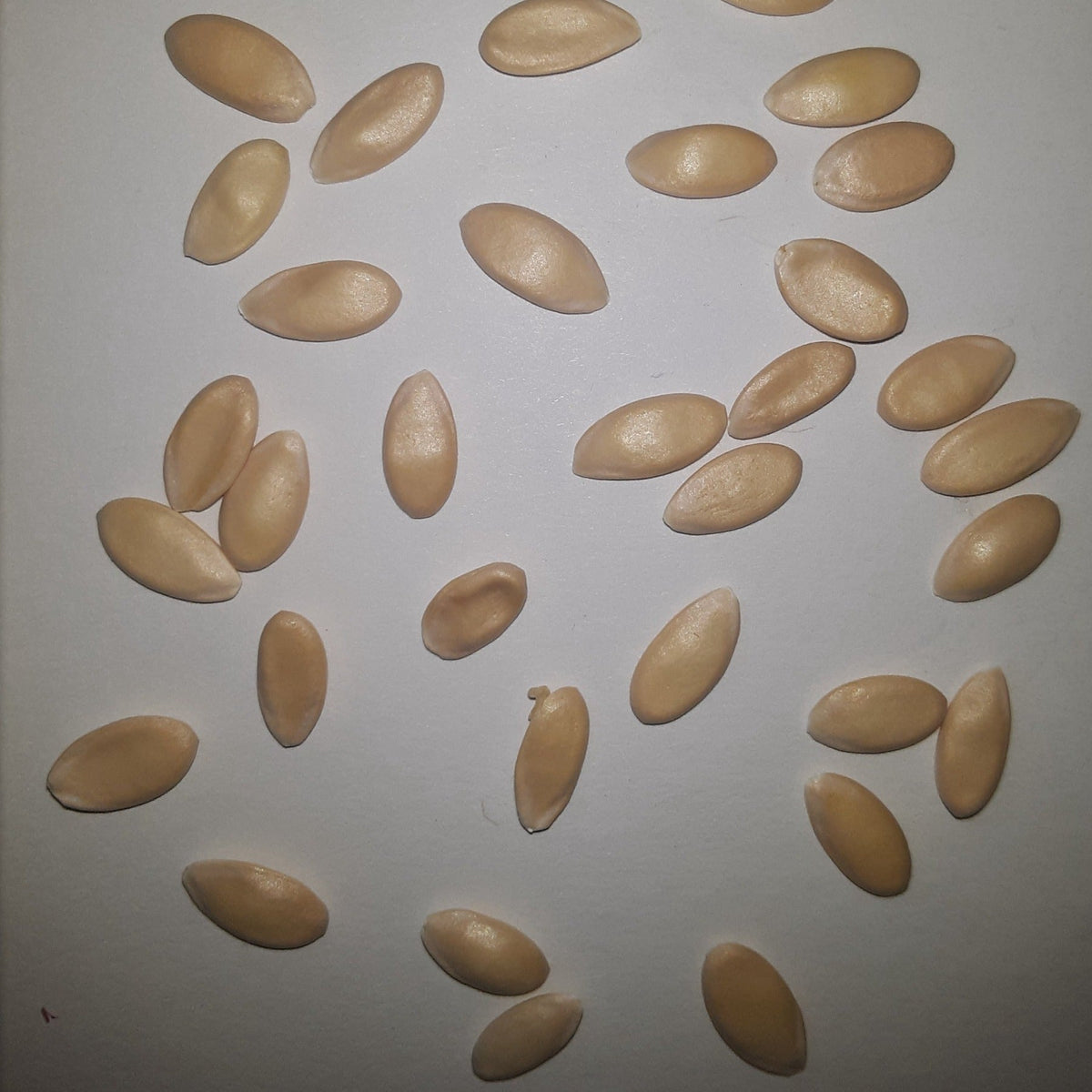 Hales Best Jumbo Heirloom Cantaloupe Seeds, image 3 of 7