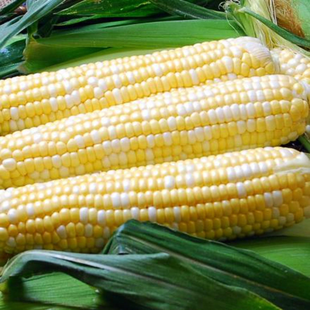 Ambrosia Sweet Corn Treated Seeds by Papaws Garden Supply