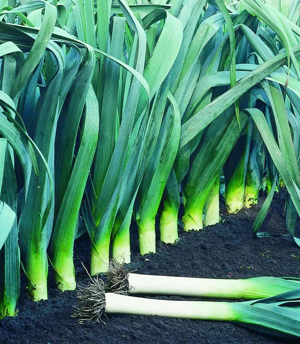 Large American Flag Leek by MIgardener