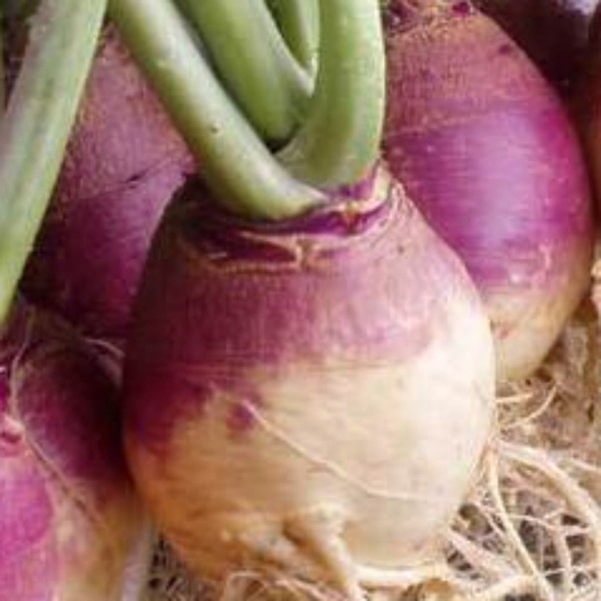 American Purple Top Heirloom Rutabaga Seeds by Papaws Garden Supply