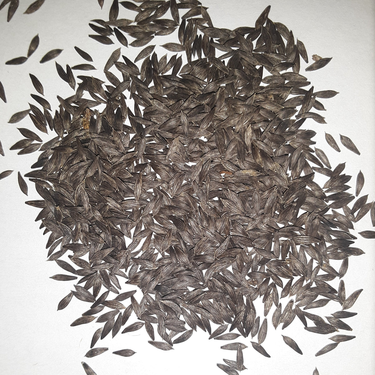 Amish Deer Tongue Lettuce Seeds, image 2 of 5