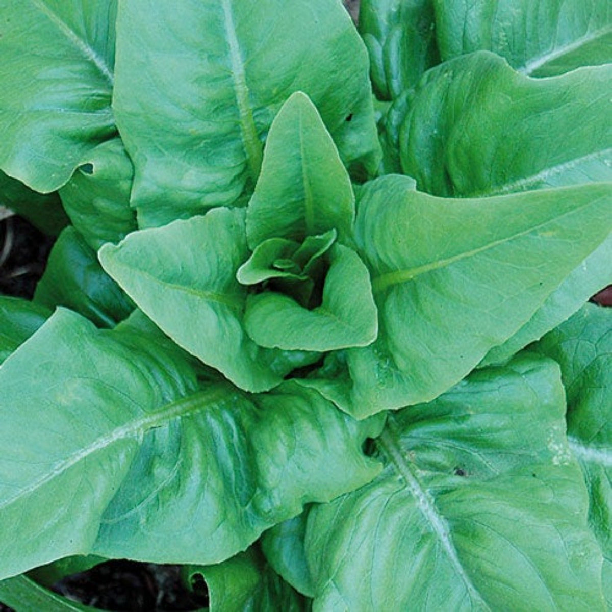Amish Deer Tongue Lettuce Seeds by Papaws Garden Supply