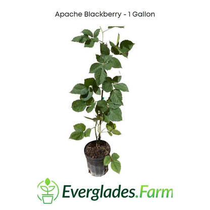 Apache Blackberry, Summer Bearing, Thornless, Plant from Everglades Farm