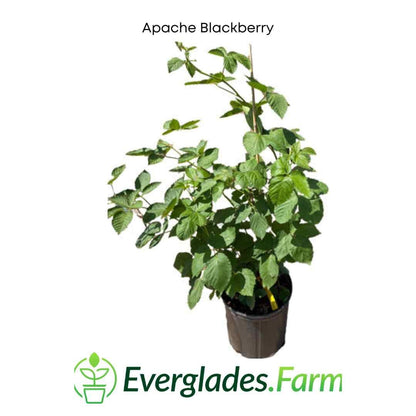 Apache Blackberry, Summer Bearing, Thornless, Plant from Everglades Farm