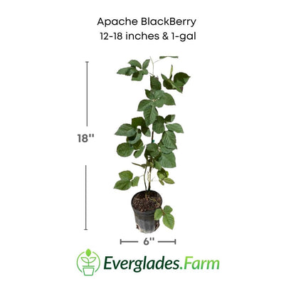 Apache Blackberry, Summer Bearing, Thornless, Plant from Everglades Farm