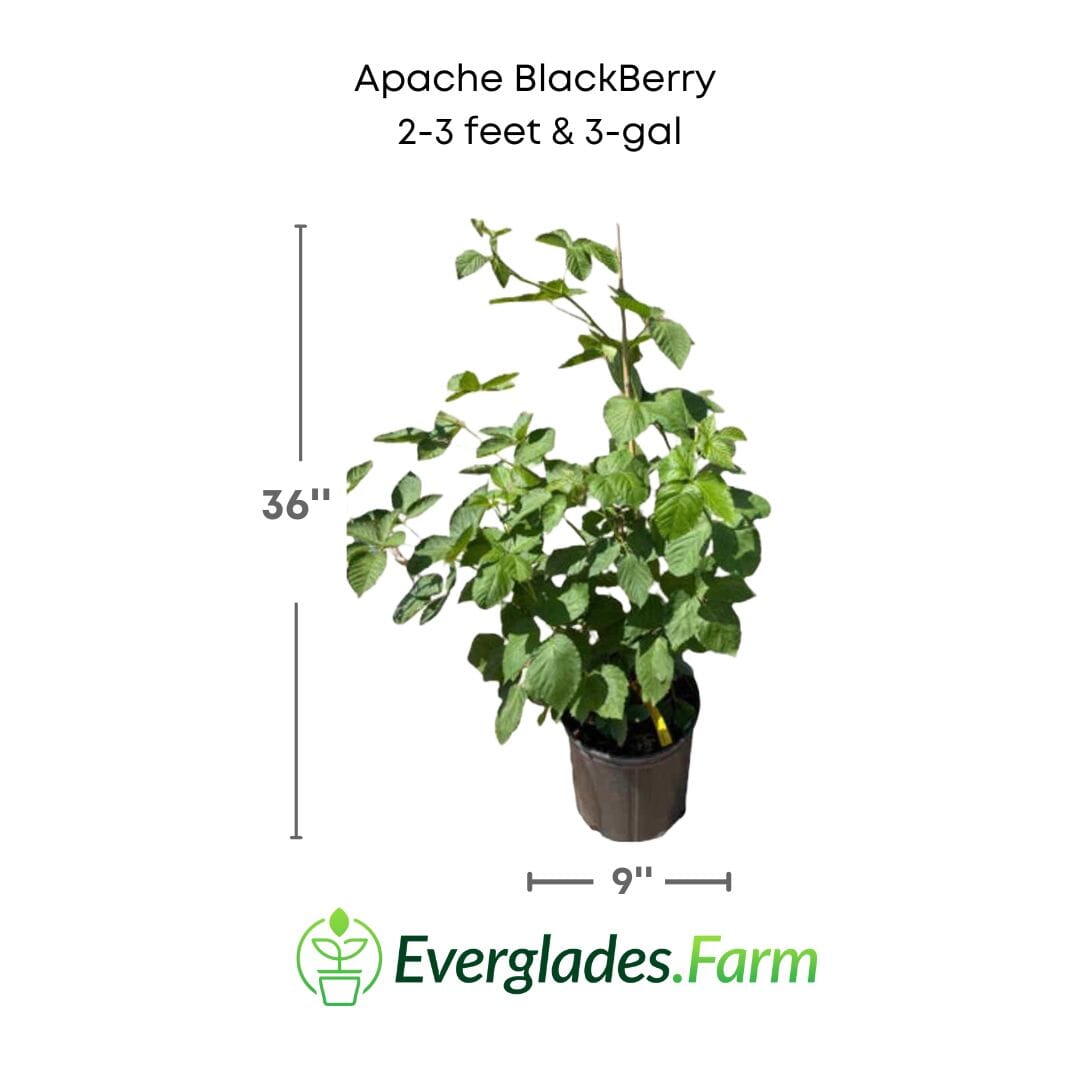 Apache Blackberry, Summer Bearing, Thornless, Plant from Everglades Farm