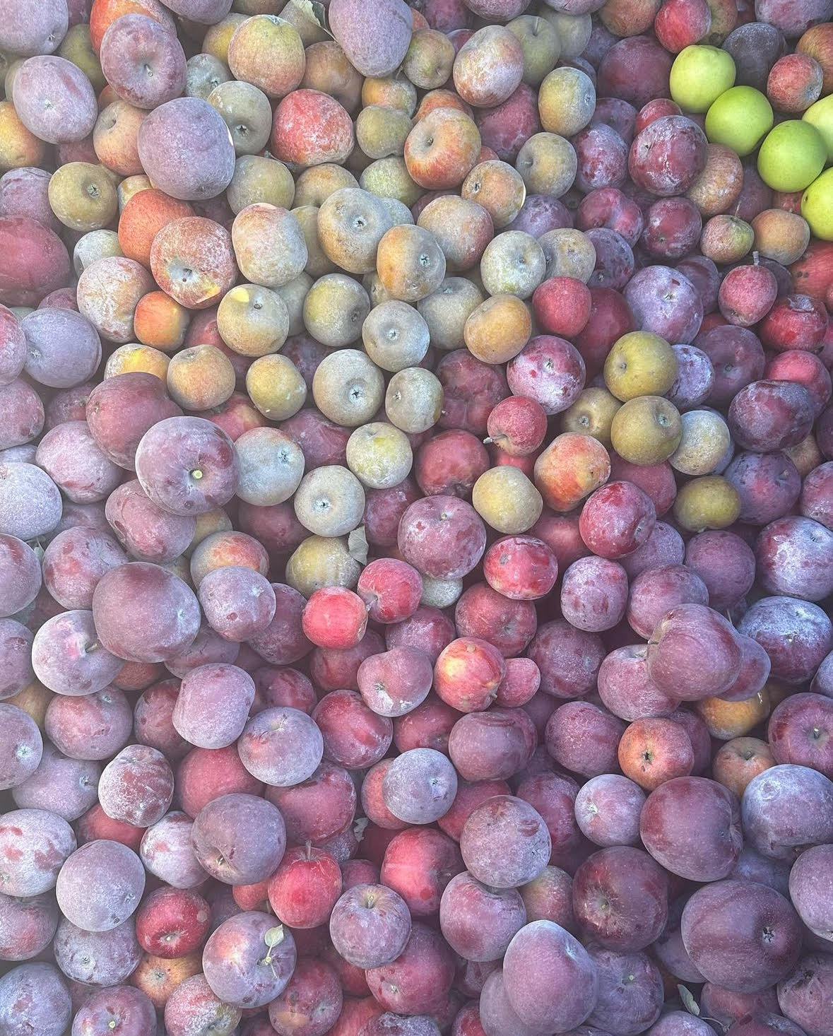 Apple Cider Vinegar from Donkey Provisions