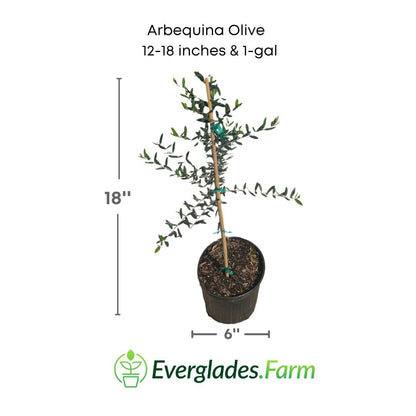 Arbequina Olive Tree, Semi-Dwarf from Everglades Farm