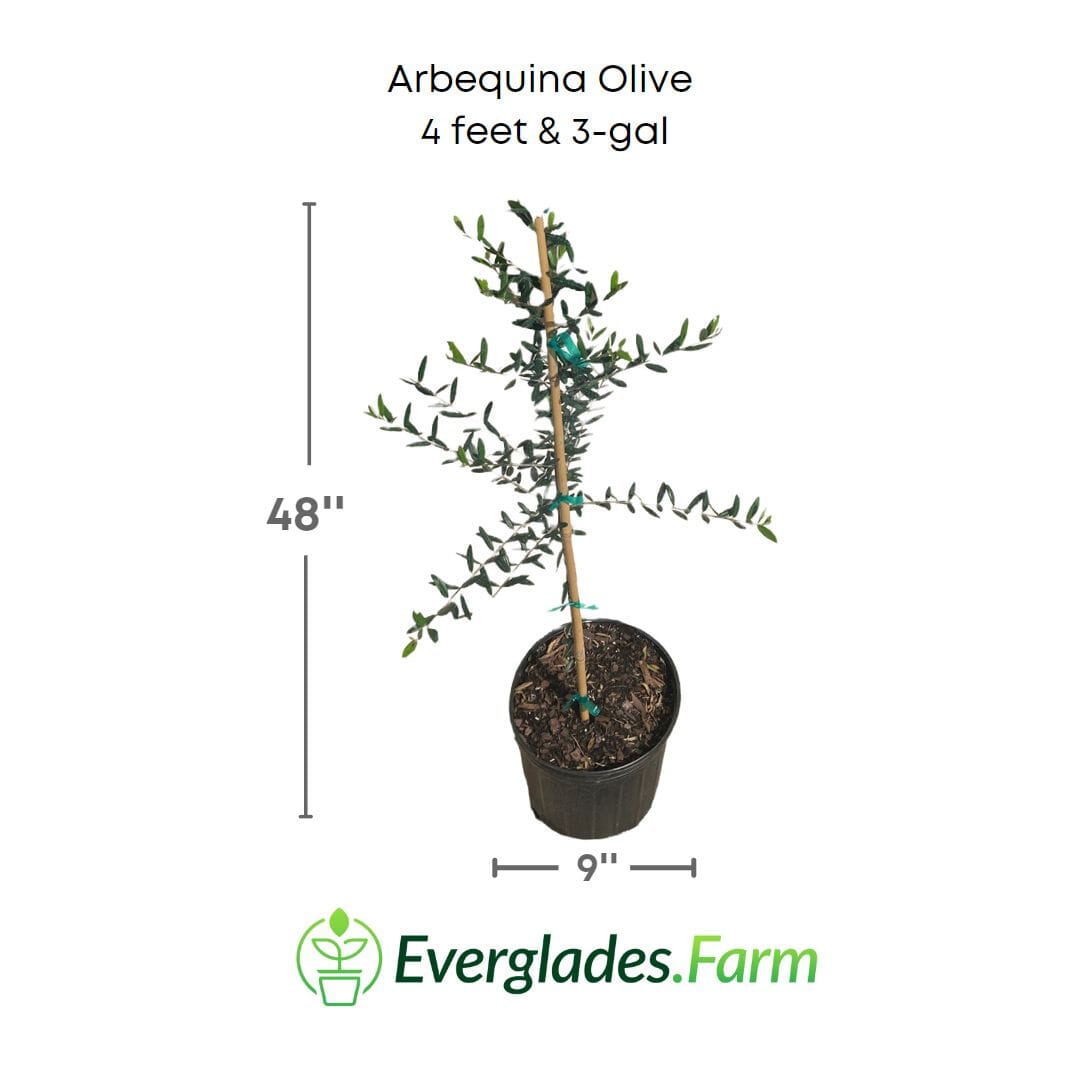 Arbequina Olive Tree, Semi-Dwarf from Everglades Farm