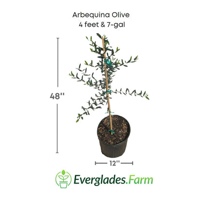 Arbequina Olive Tree, Semi-Dwarf from Everglades Farm